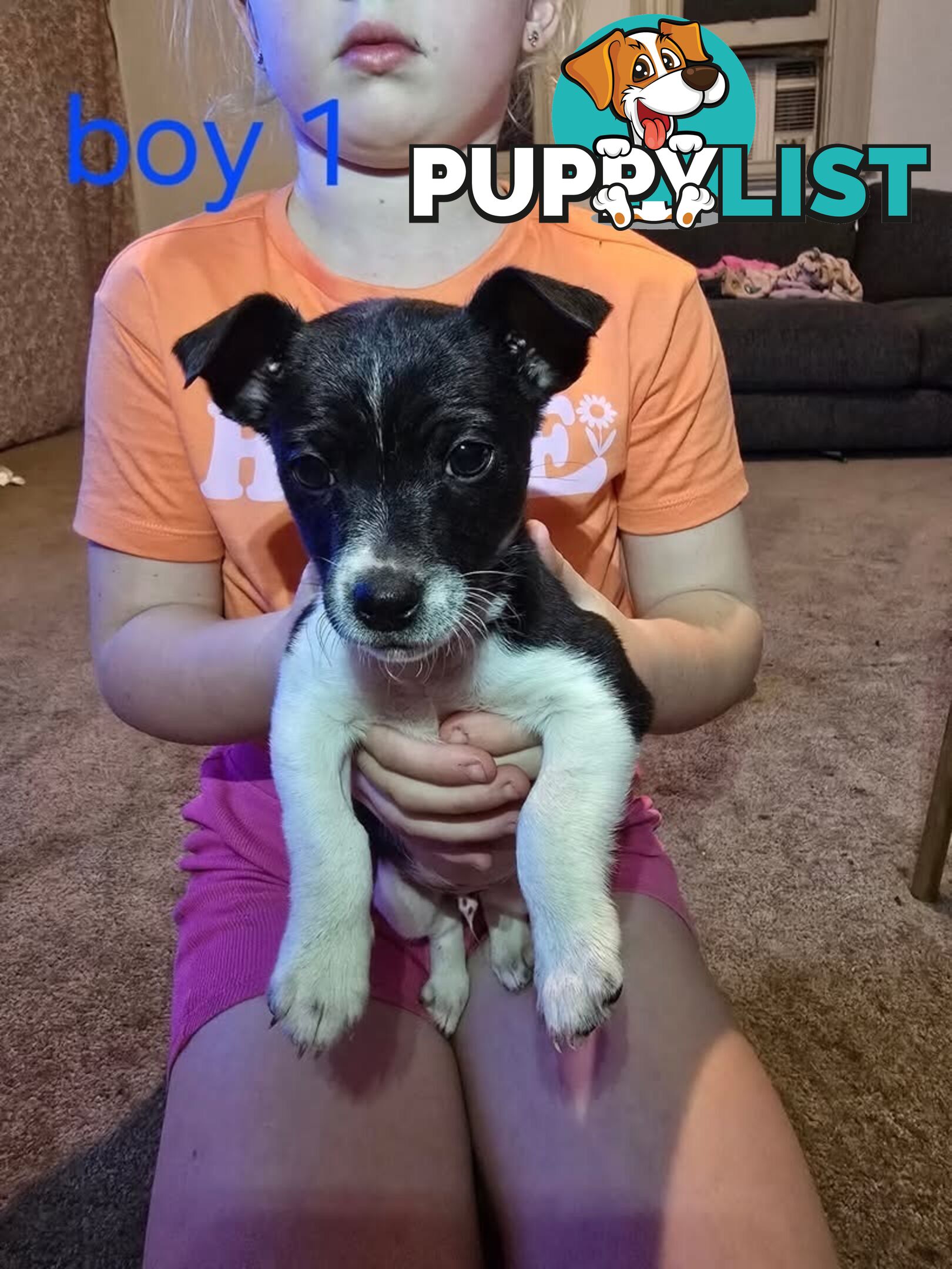 Mini Foxy puppies