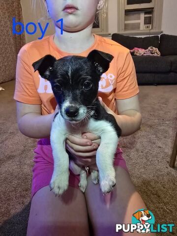 Mini Foxy puppies