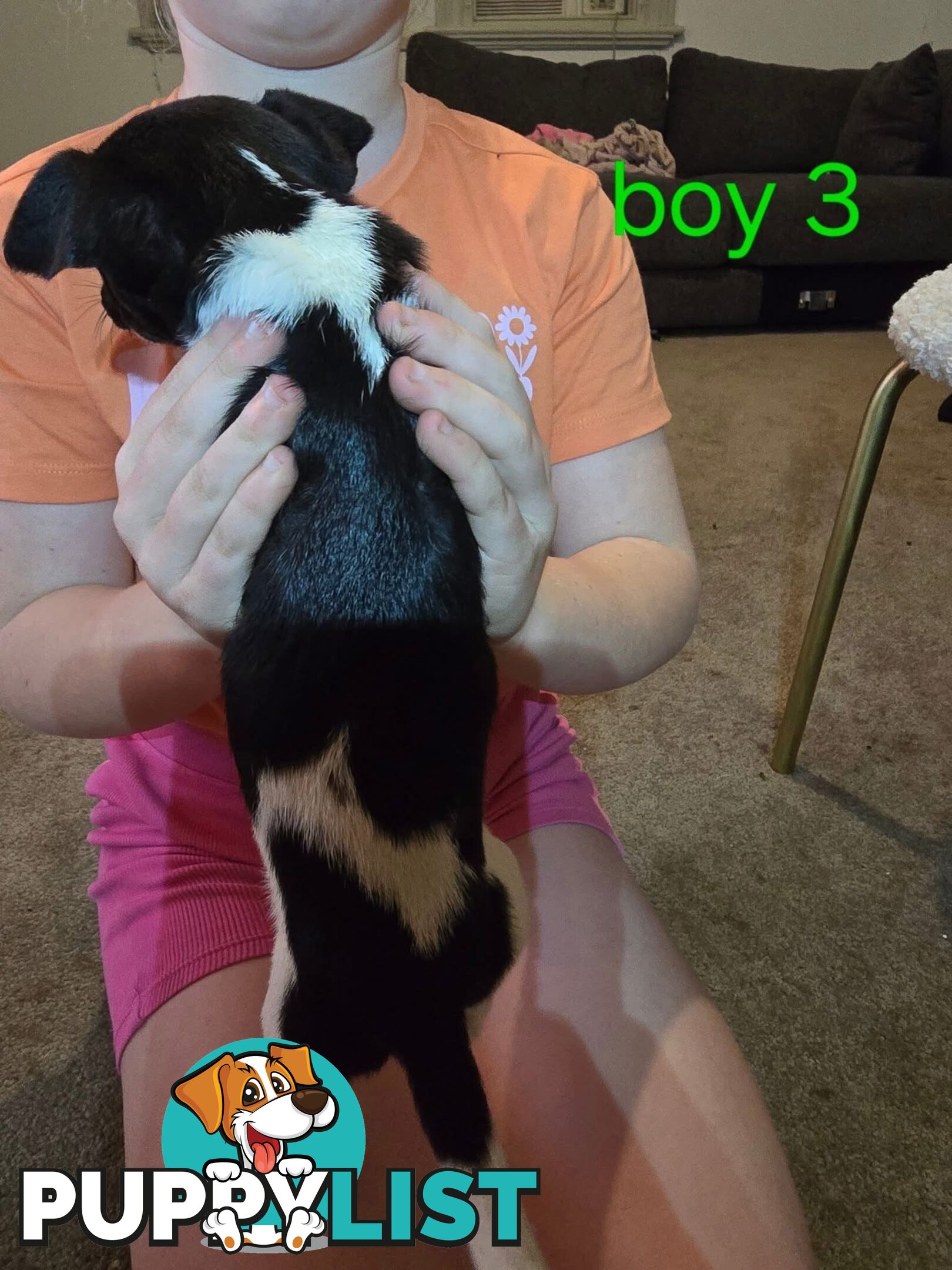 Mini Foxy puppies