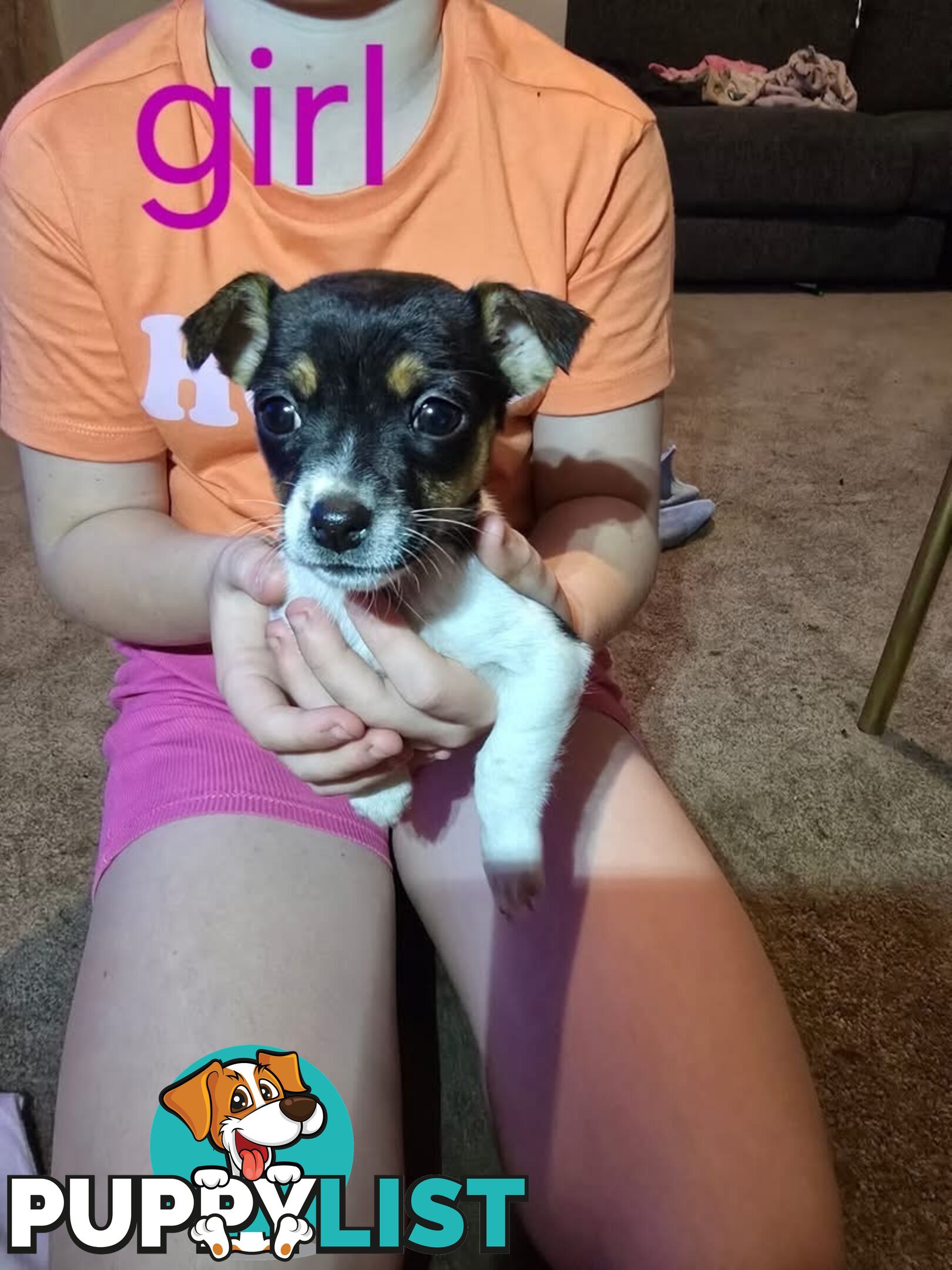 Mini Foxy puppies