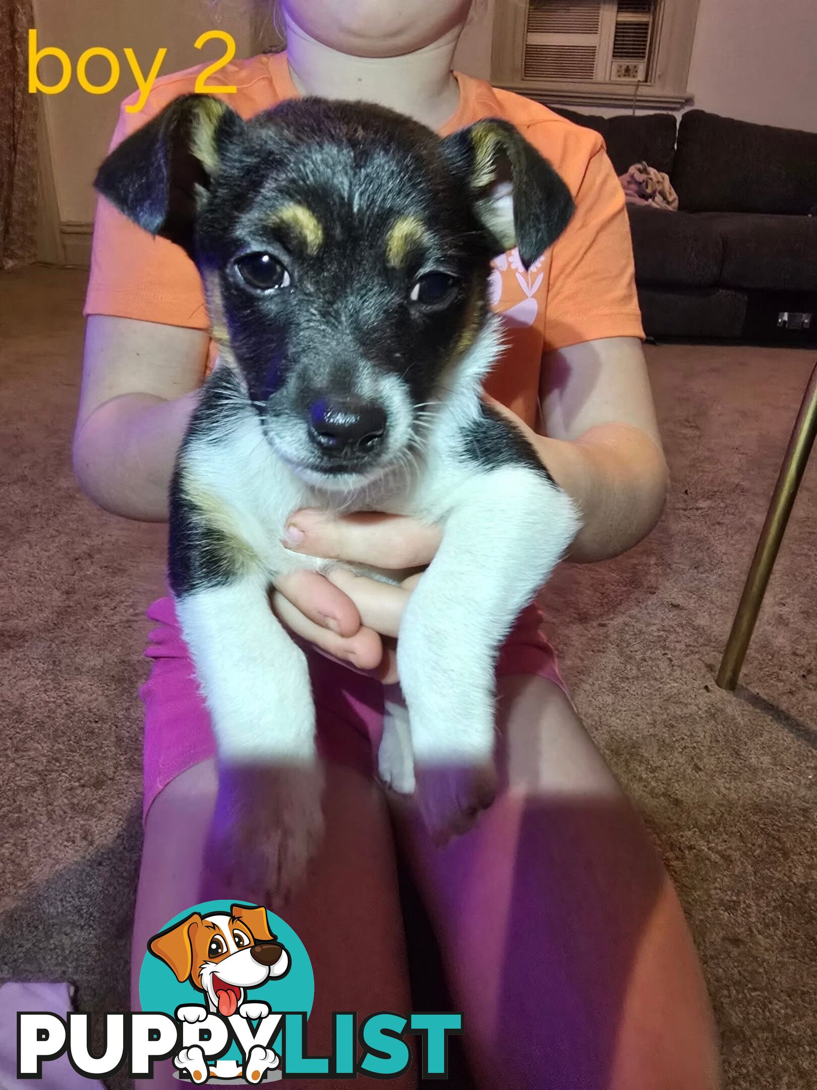 Mini Foxy puppies