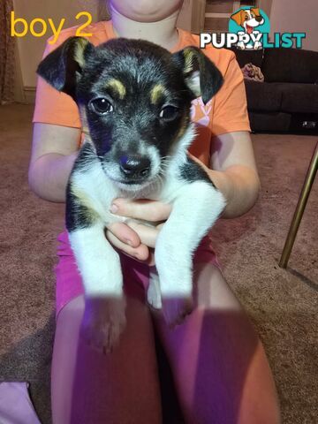 Mini Foxy puppies