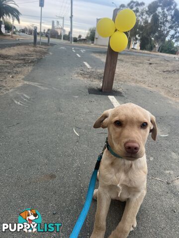 16 week old Yellow Labrador