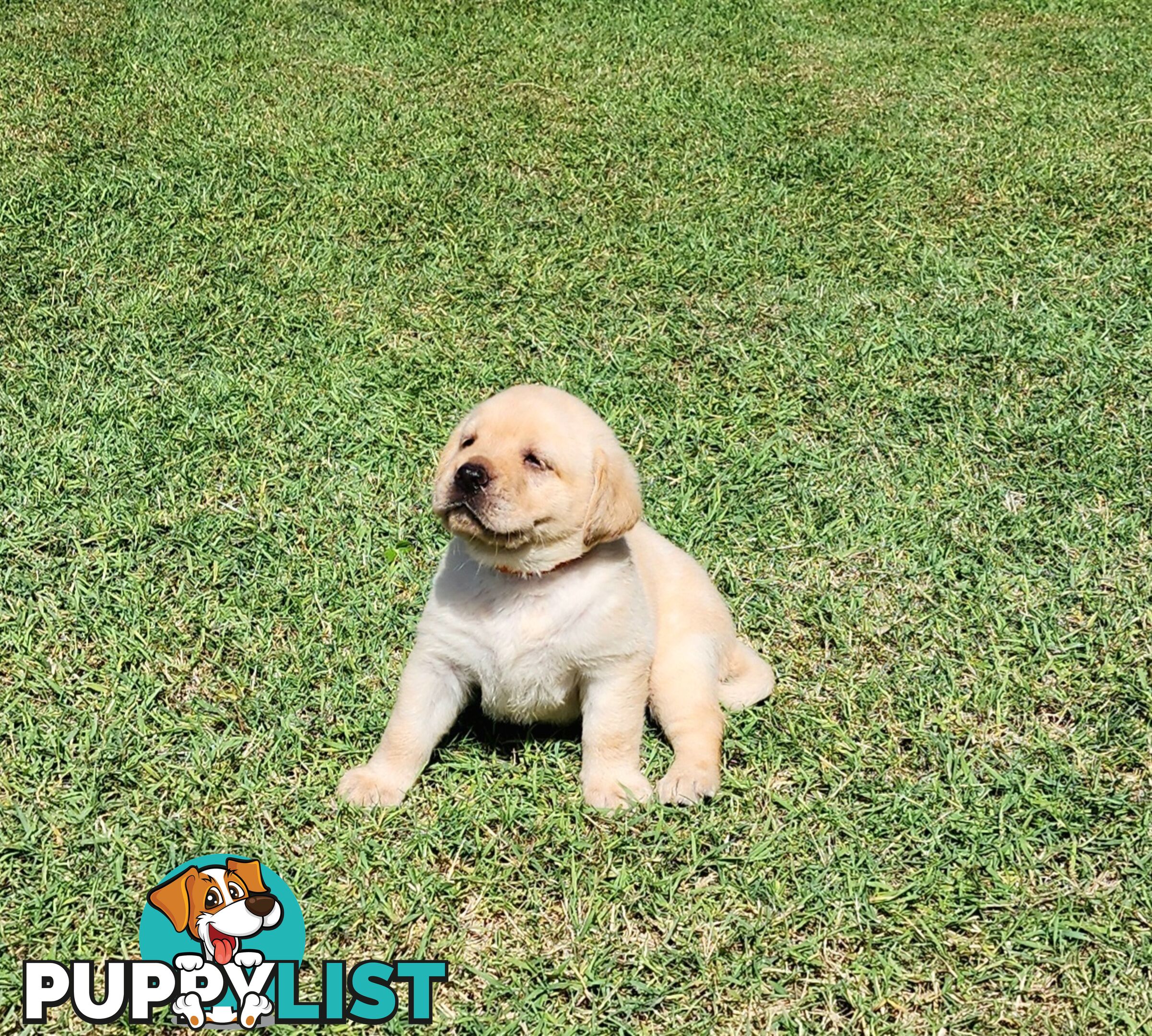 Labrador Puppies Available 19th March