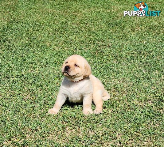 Labrador Puppies Available 19th March