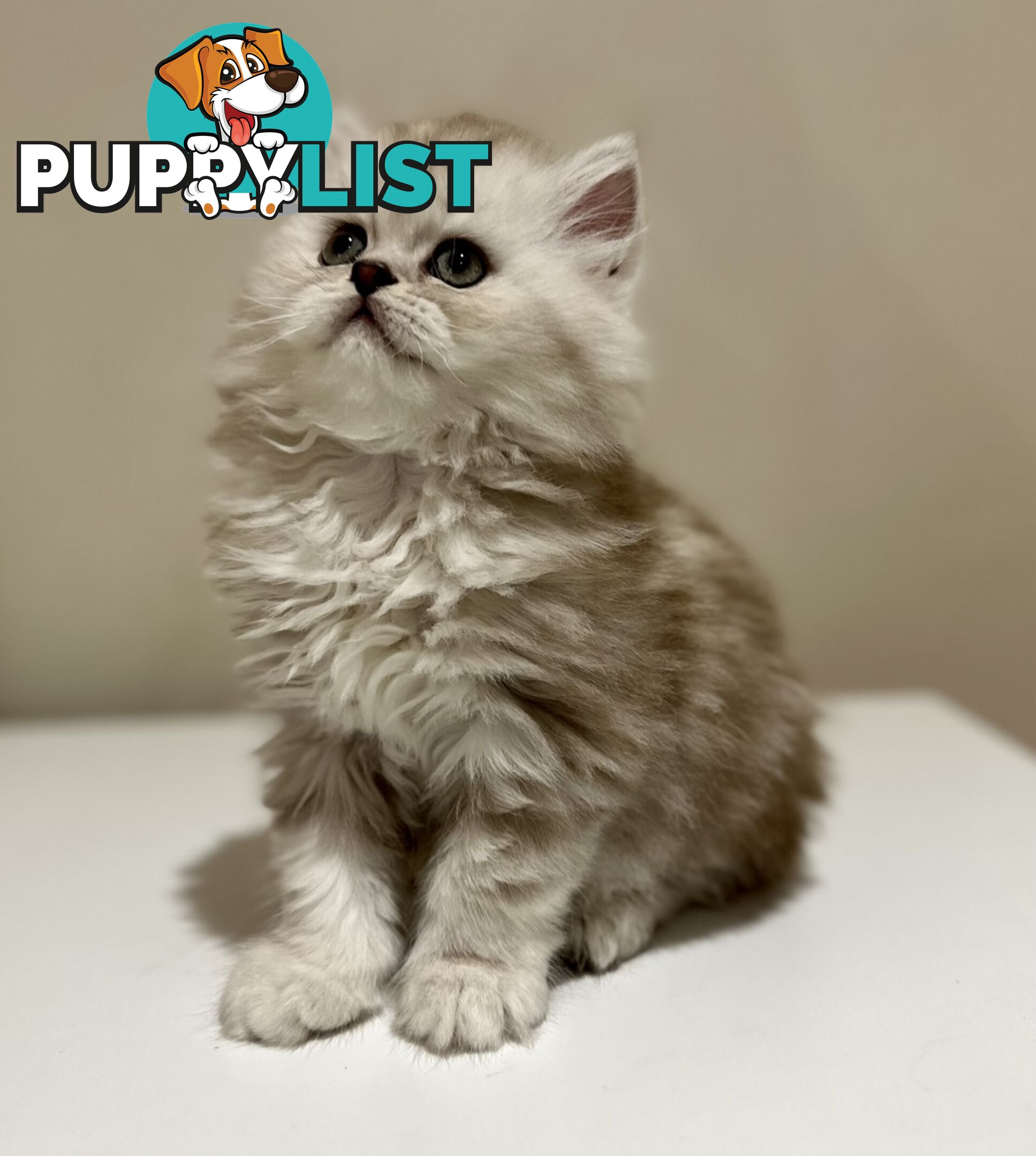 Persian kittens pure bred female 1 cream still available