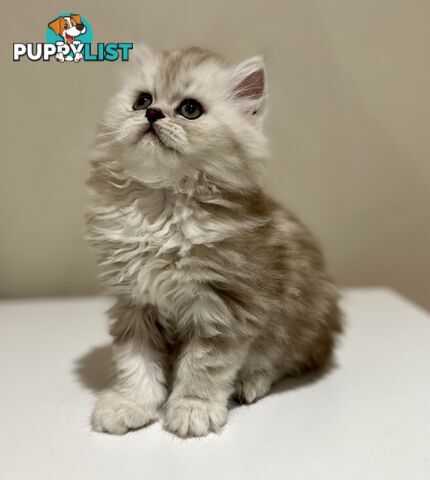 Persian kittens pure bred female 1 cream still available