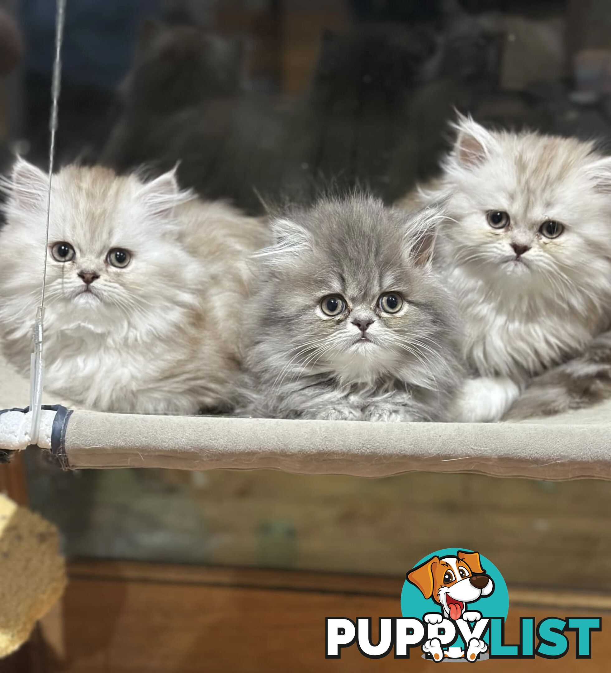 Persian kittens pure bred female 1 cream still available