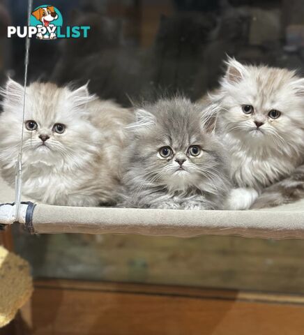 Persian kittens pure bred female 1 cream still available