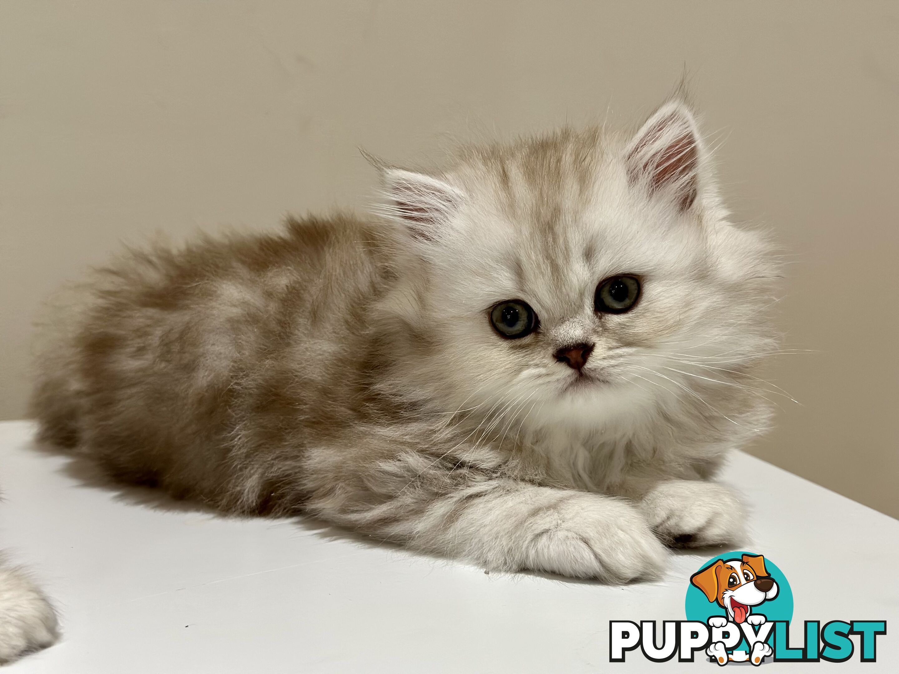 Persian kittens pure bred female 1 cream still available