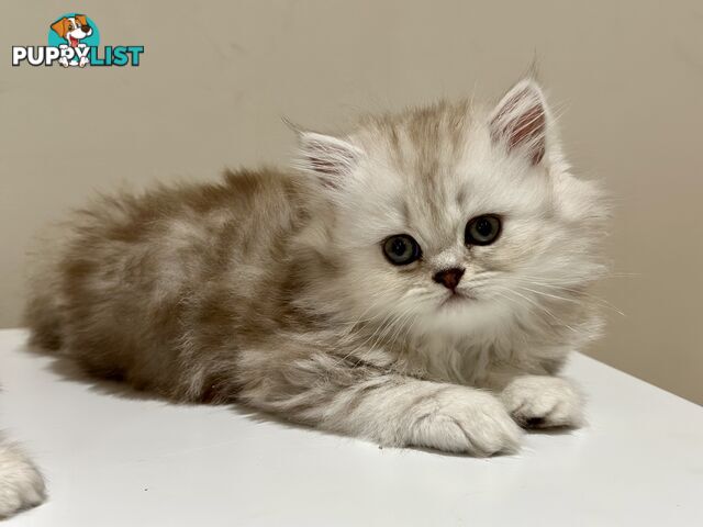 Persian kittens pure bred female 1 cream still available