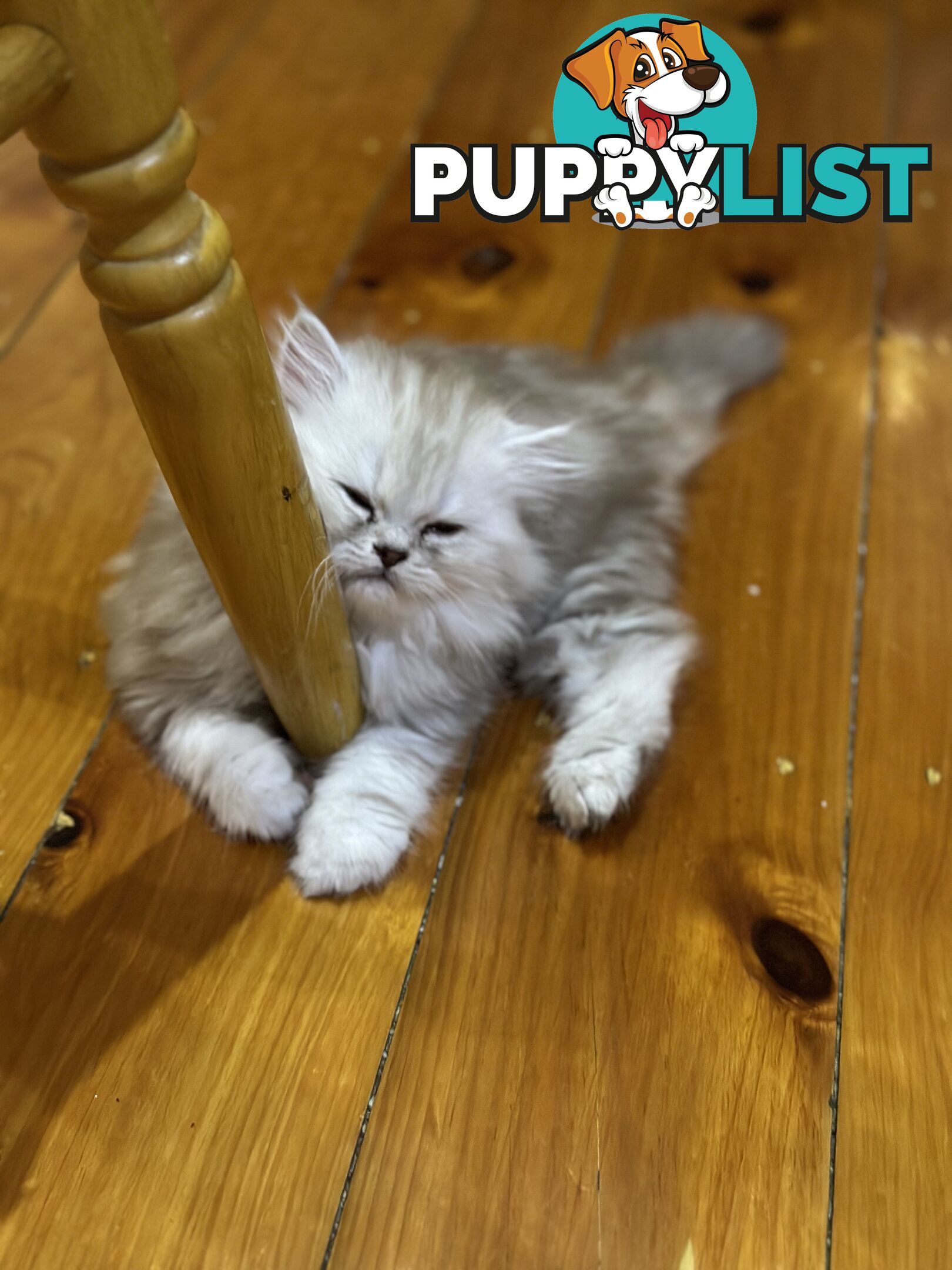 Persian kittens pure bred female 1 cream still available