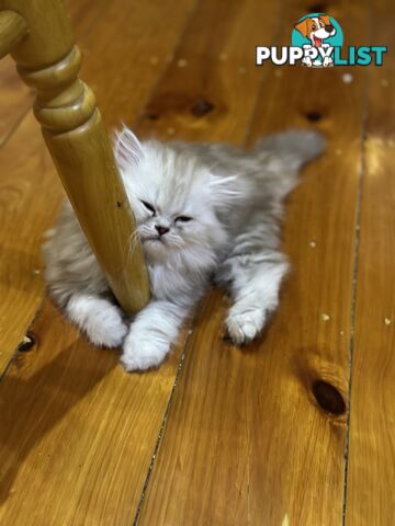 Persian kittens pure bred female 1 cream still available