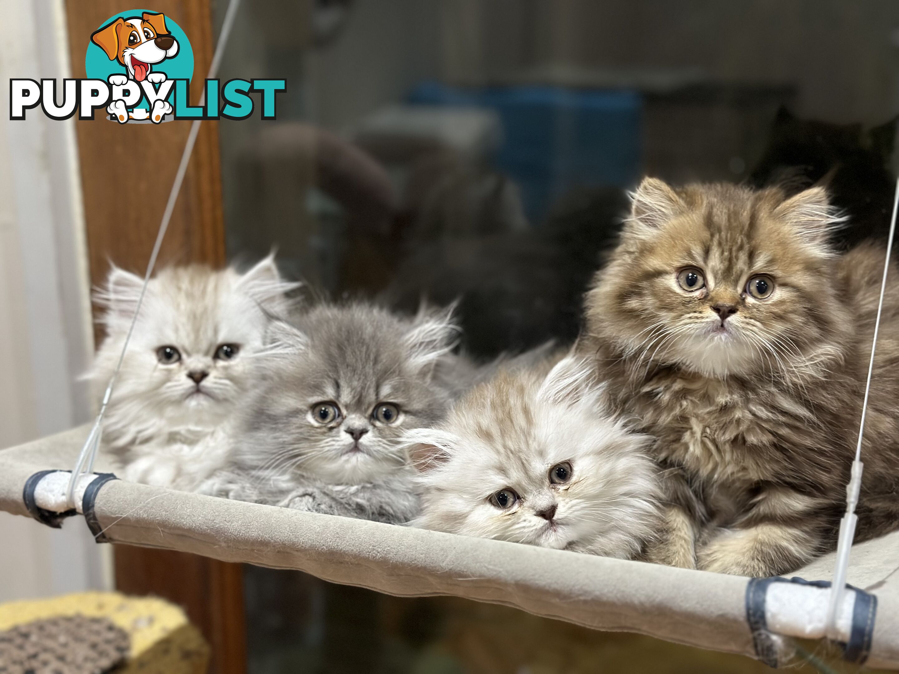 Persian kittens pure bred female 1 cream still available