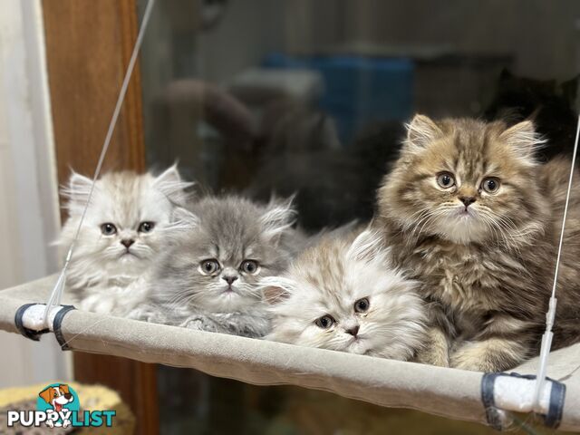 Persian kittens pure bred female 1 cream still available