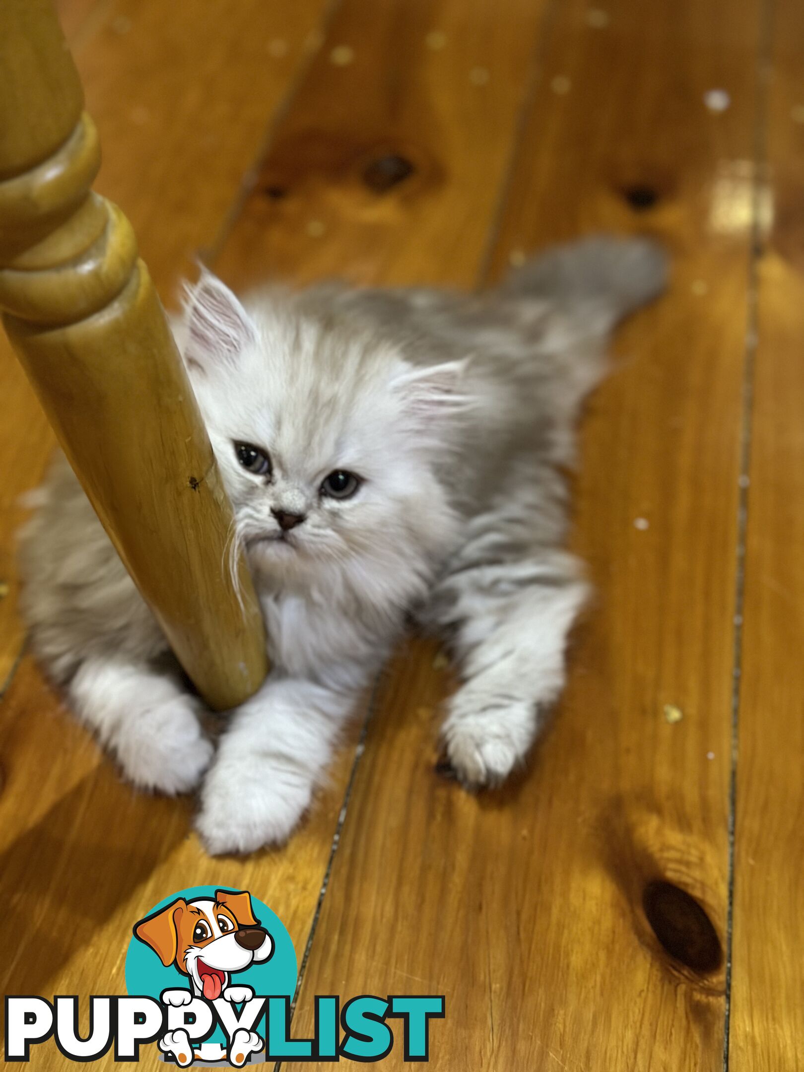 Persian kittens pure bred female 1 cream still available