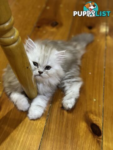 Persian kittens pure bred female 1 cream still available