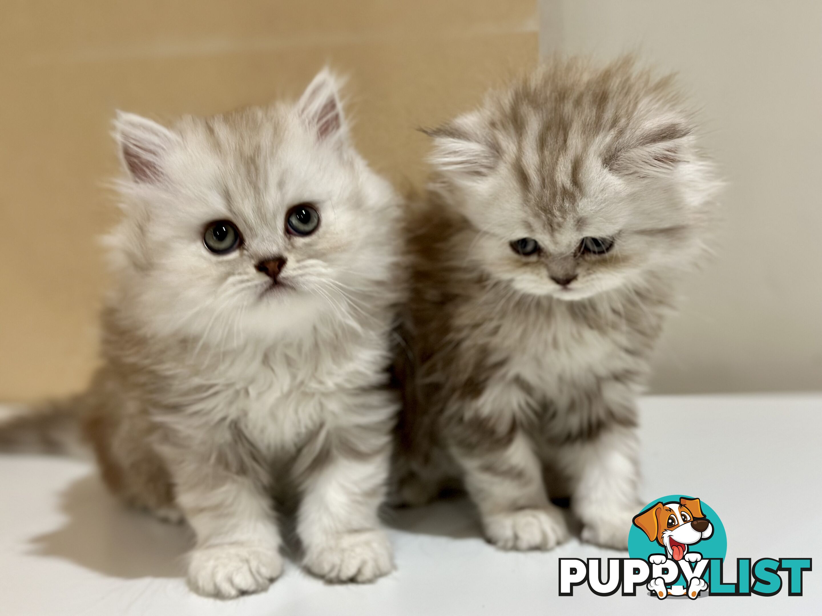 Persian kittens pure bred female 1 cream still available