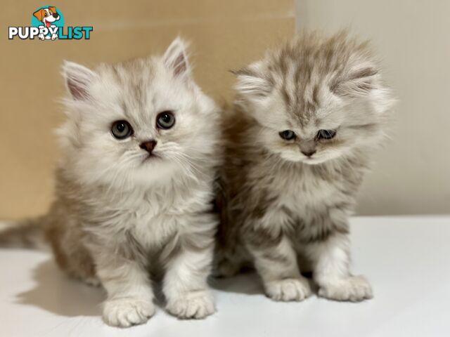 Persian kittens pure bred female 1 cream still available