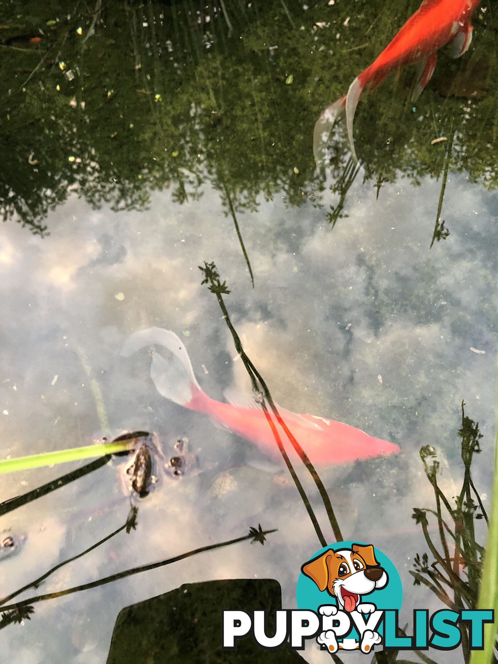 Large goldfish for sale