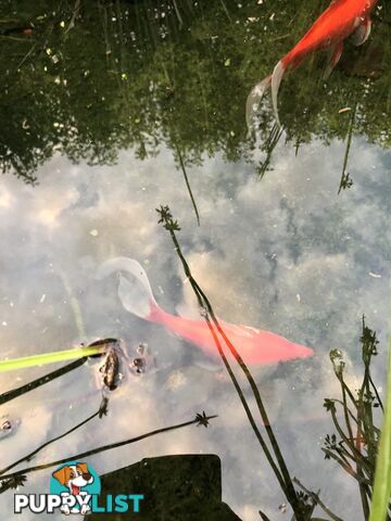 Large goldfish for sale