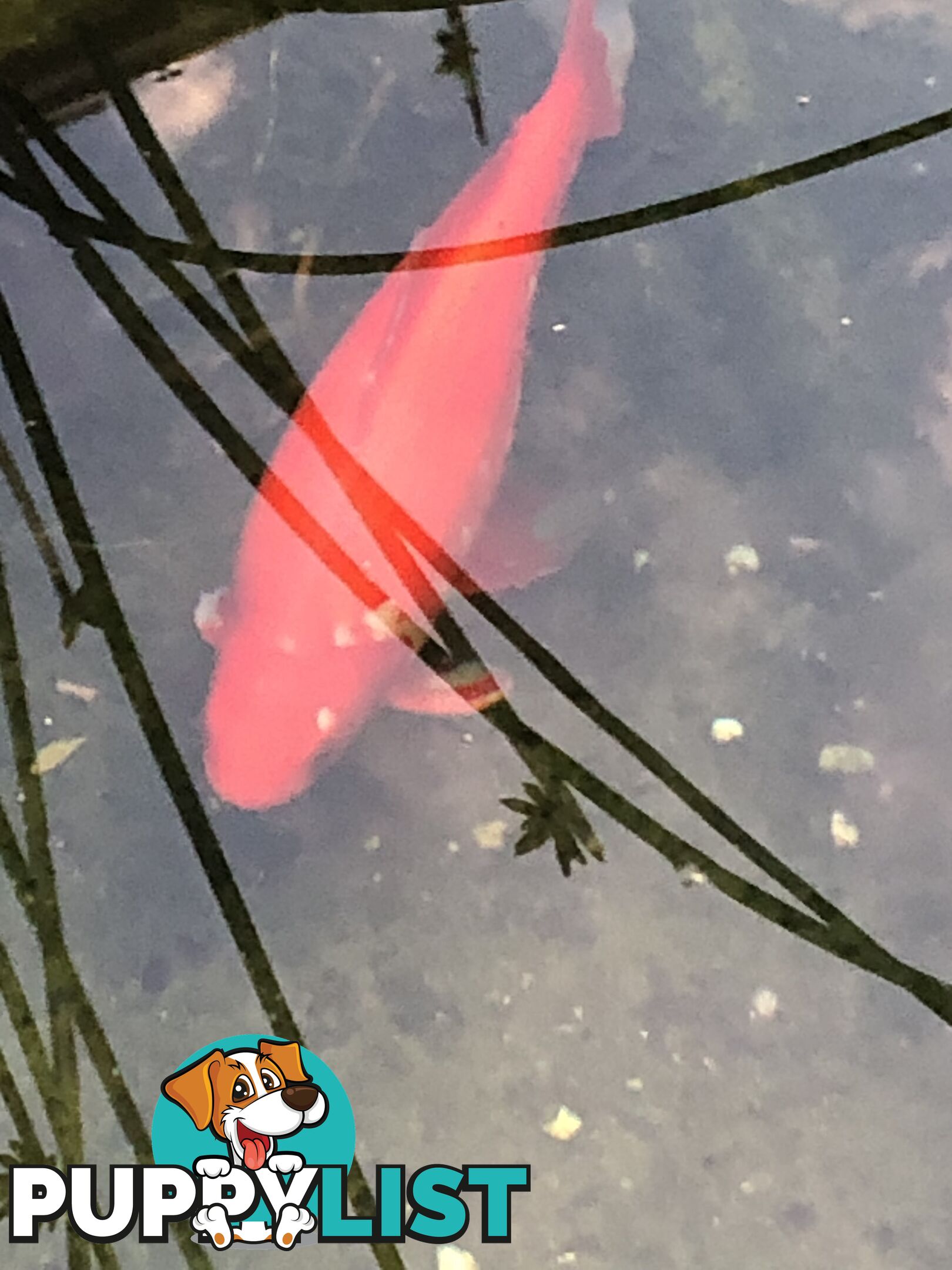 Large goldfish for sale