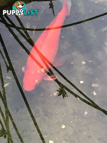 Large goldfish for sale