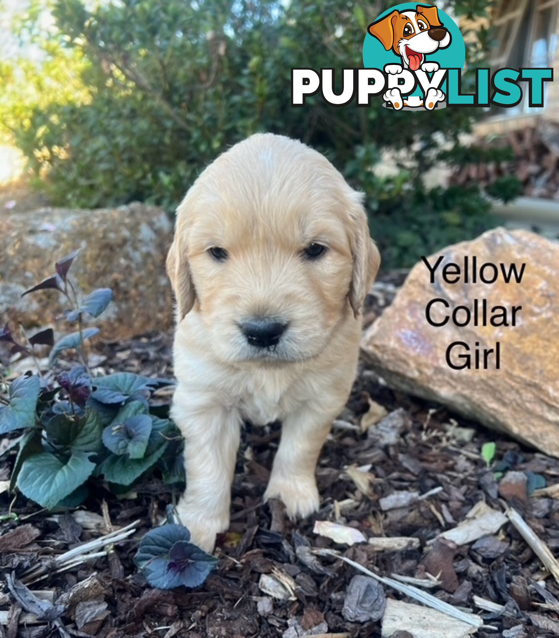 Golden Retriever Puppies with Pedigree Papers