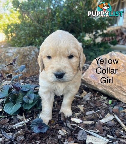 Golden Retriever Puppies with Pedigree Papers