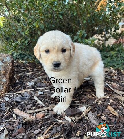 Golden Retriever Puppies with Pedigree Papers