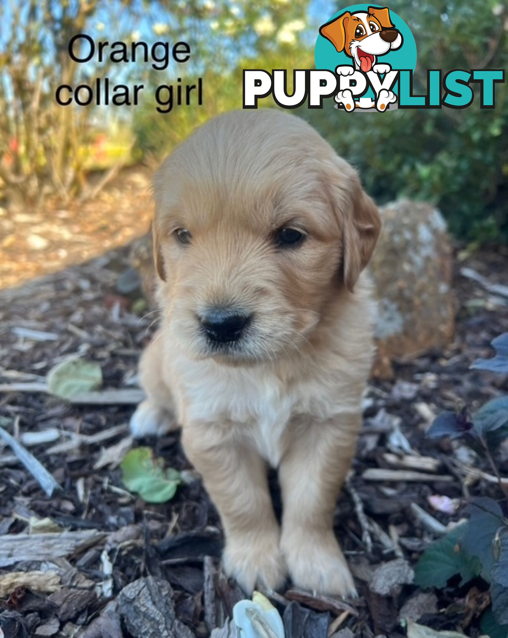 Golden Retriever Puppies with Pedigree Papers