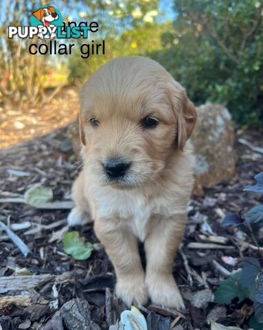 Golden Retriever Puppies with Pedigree Papers