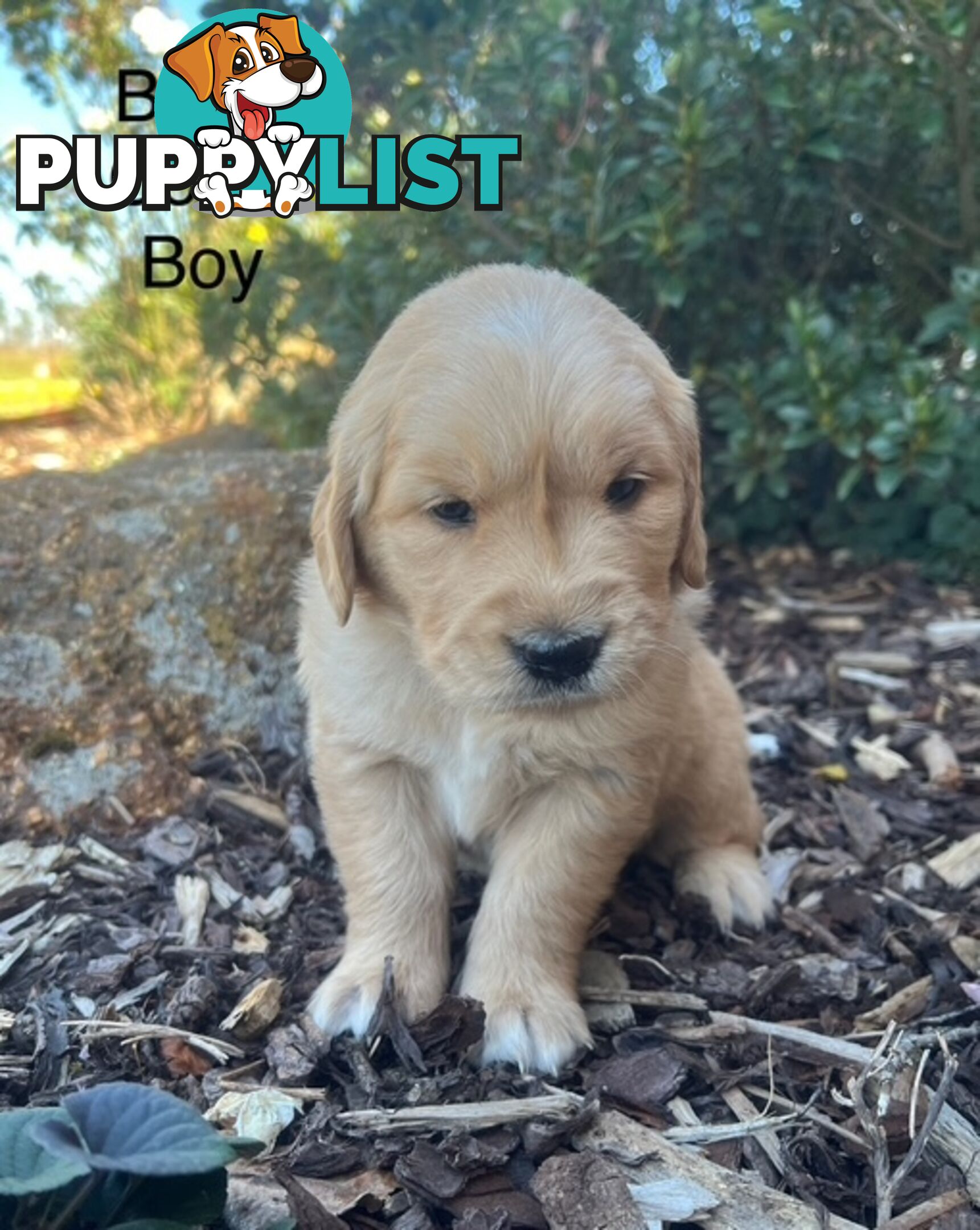 Golden Retriever Puppies with Pedigree Papers