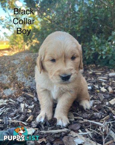 Golden Retriever Puppies with Pedigree Papers