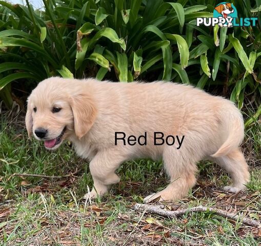 Golden Retriever Puppies with Pedigree Papers