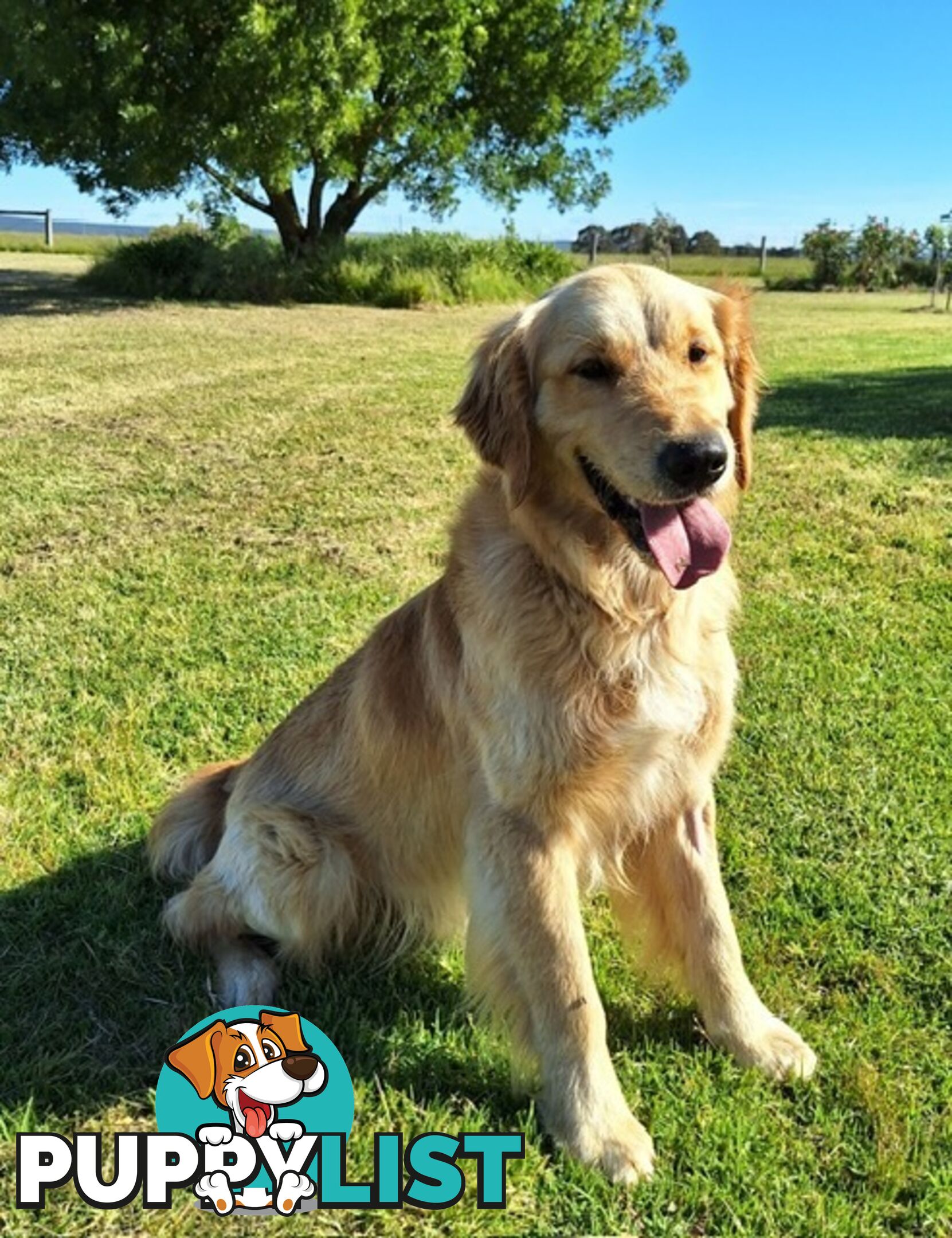 Golden Retriever Puppies with Pedigree Papers