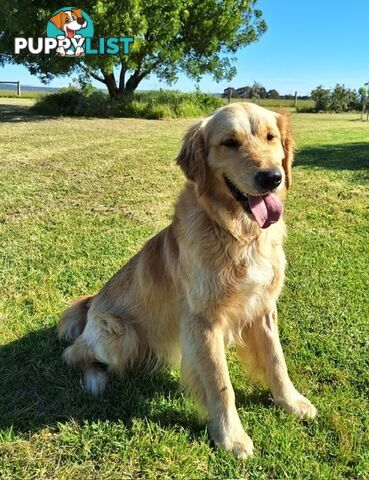 Golden Retriever Puppies with Pedigree Papers