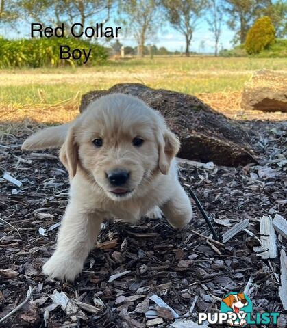 Golden Retriever Puppies with Pedigree Papers