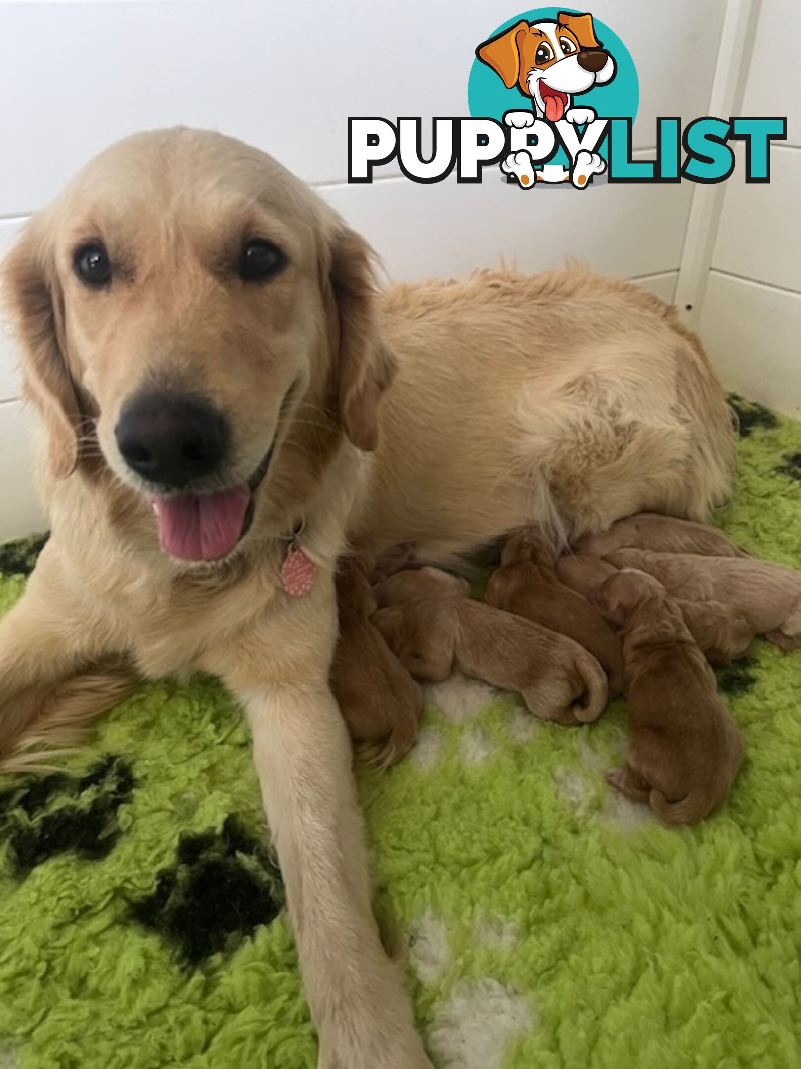 Golden Retriever Puppies with Pedigree Papers