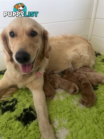 Golden Retriever Puppies with Pedigree Papers