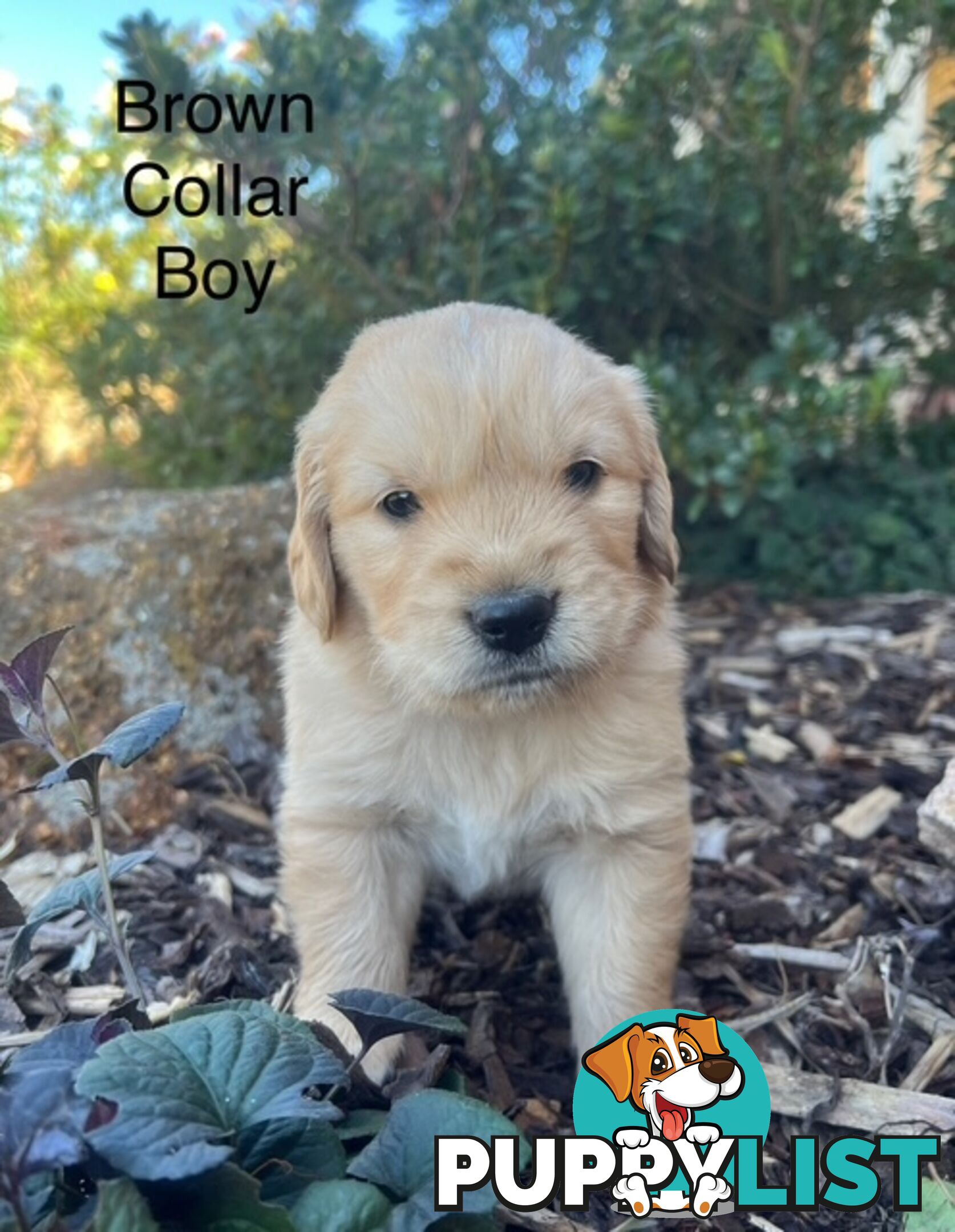 Golden Retriever Puppies with Pedigree Papers