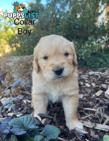 Golden Retriever Puppies with Pedigree Papers