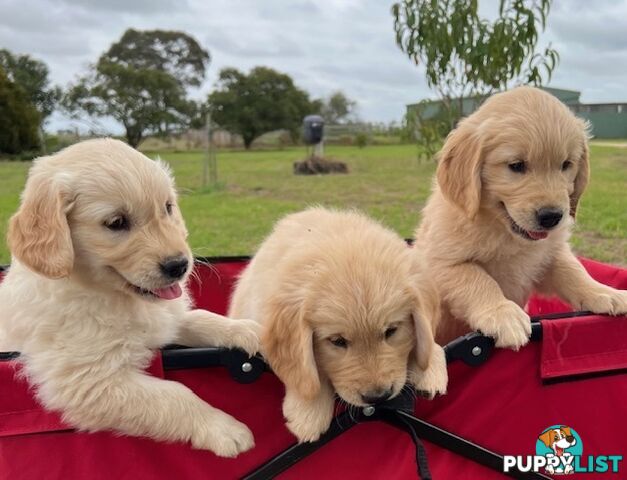 Golden Retriever Puppies with Pedigree Papers