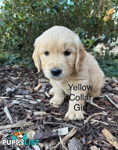 Golden Retriever Puppies with Pedigree Papers