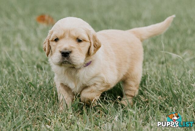 Golden Retriever Puppies with Pedigree Papers