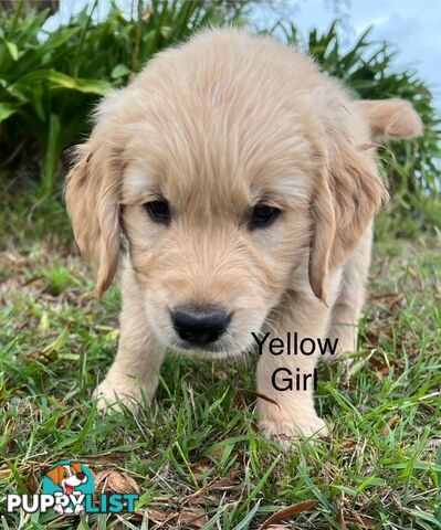 Golden Retriever Puppies with Pedigree Papers