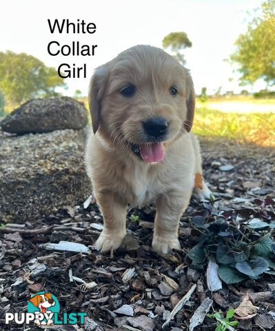 Golden Retriever Puppies with Pedigree Papers