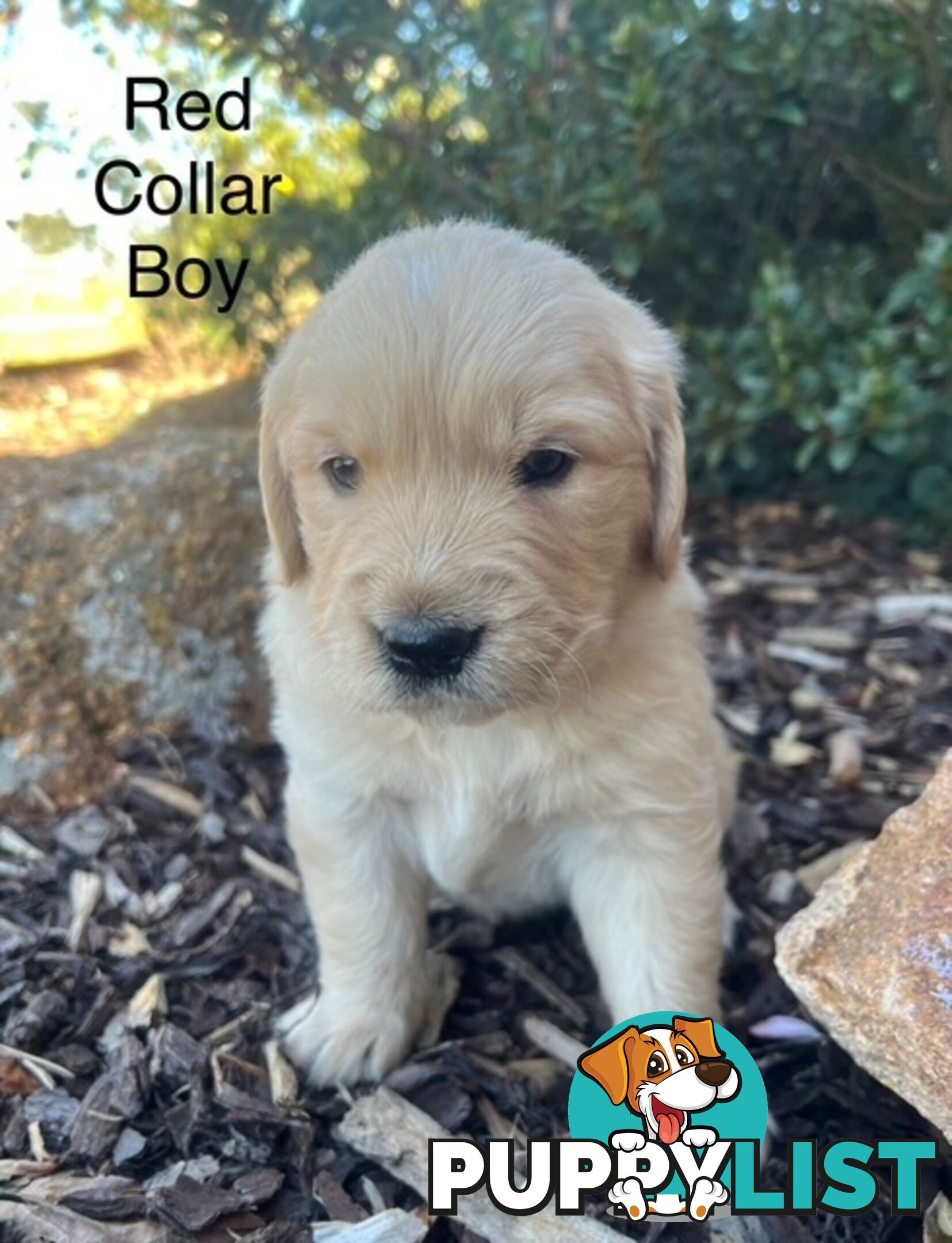 Golden Retriever Puppies with Pedigree Papers