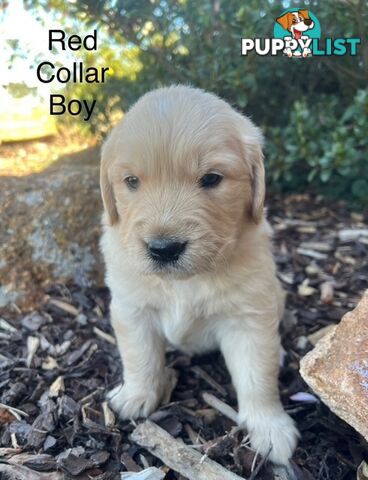 Golden Retriever Puppies with Pedigree Papers