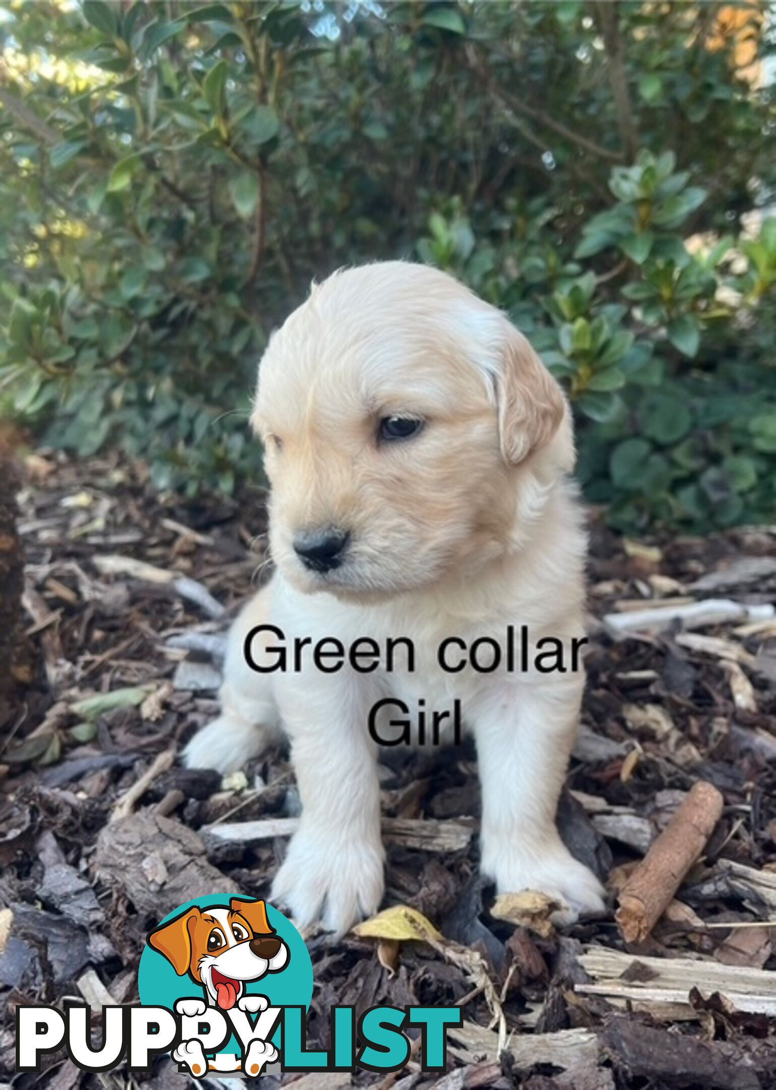 Golden Retriever Puppies with Pedigree Papers